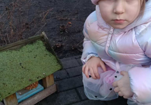 Sówki dokarmiają ptaki!