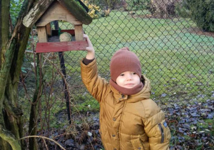 Sówki dokarmiają ptaki!