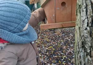 Sówki dokarmiają ptaki!