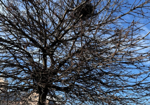 Wiosenne odkrycia Sówek!