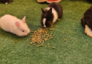 "Ślimaczki" w Fabryce Zabawy w Mysłakowie!