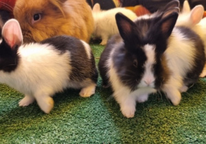 "Ślimaczki" w Fabryce Zabawy w Mysłakowie!