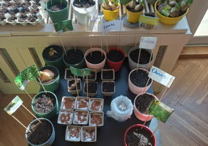 Wiosenny kącik przyrody- Wiewiórki! Mały Eksperymentator!