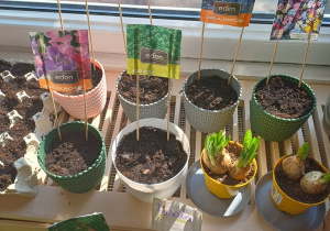 Wiosenny kącik przyrody- Wiewiórki! Mały Eksperymentator!