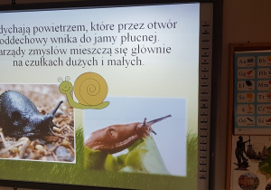 Zajęcia o ślimakach 6