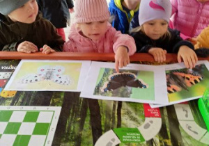 "Owady- mieszkańcy naszego ogrodu- zobacz, posłuchaj, dotknij, chroń."