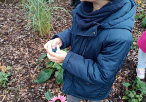 Obserwacje owadów i kwiatów przez kolorowe szkiełka w ogrodzie pięciu zmysłów- Jeżyki