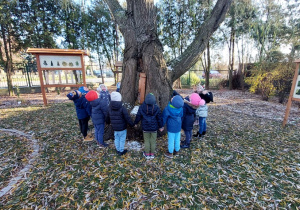 "Dendrofon- właściwości rezonasowe drewna"- Sówki