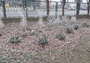 Ogród Pięciu Zmysłów otulony szronem!