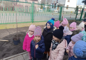 Mróweczki sadziły Sliwowiśnie w ogródku przed przedszkolem!
